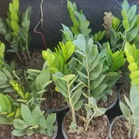 زامیفولیا سطل 3|گل و گیاه طبیعی|مینودشت, |دیوار