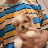 4 توله سگ فانتزی شیتزو سوپر فلت