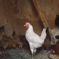 مرغ خروس محلی و جوان