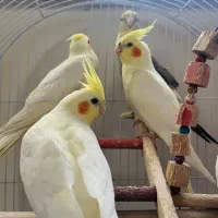 عروس هلندی|پرنده|لنگرود, |دیوار