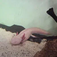 ماهی خاص خندان