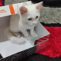 گربه خانگی|گربه|اهواز, حصیرآباد|دیوار