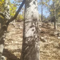 خریدار چوب|خدمات باغبانی و درختکاری|یاسوج, |دیوار