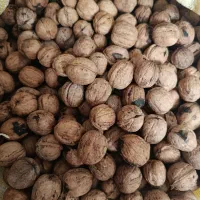 گردو درجه یک کاغذی