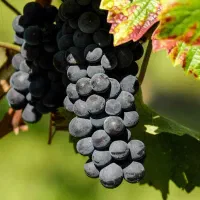 نهال انگور مرغوب کاشمر