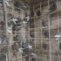 ۵۰ عدد سرخ|پرنده|برخوار, |دیوار