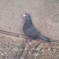 کبوتر صیدی