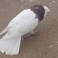 کبوتر طوقی باخت رفته