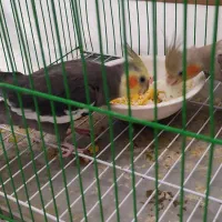 عروس هلندی جفت  تخم گذار