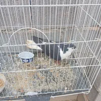 کفتر ساده سیاه ماده|پرنده|بجنورد, |دیوار