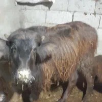 کلچه ۹ ماهه|حیوانات مزرعه|فندقلو, |دیوار