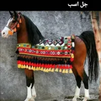 گلیم سنتی دست باف|گلیم، جاجیم، گبه|رشت, کوی غلام نیا|دیوار