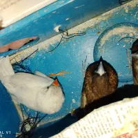 سه تا فنچ دوتا بنگالی یک دونه نرگسی|پرنده|عنبرآباد, |دیوار