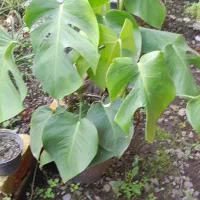 برگ انجیری منسترا امستل طلایی|گل و گیاه طبیعی|خمام, |دیوار