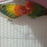 طوطی برزیلی