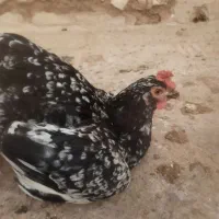 تخم نطفه دار تضمینی گلین لری زیبا|حیوانات مزرعه|میبد, |دیوار