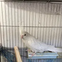 عروس هلندی|پرنده|مرودشت, ژیان|دیوار