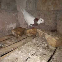 پرنده یا کبوتر|پرنده|شوش, |دیوار