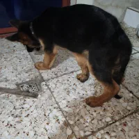 فروش سگ دو ماه ژرمن شپرد