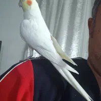 عروس هلندی دستی نر|پرنده|کازرون, |دیوار