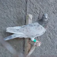 صیدبوم بلند|پرنده|تربت‌حیدریه, یحیی آباد|دیوار