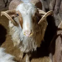قوچ گوسفند نر بره نر