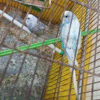 مرغ عشق|پرنده|آبادان, |دیوار