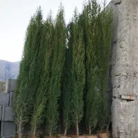 نهال سروناز شیراز|خدمات باغبانی و درختکاری|تهران, آبشار تهران (دریاچه)|دیوار