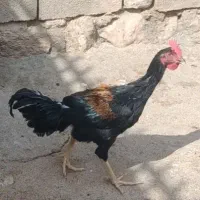 خروس لاری نژاد دار