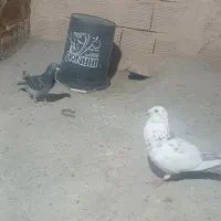 یک جفت کفتر