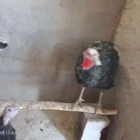 بوقلمون|حیوانات مزرعه|گلبهار, بیزکی|دیوار