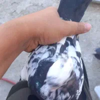 ۱۰ تا کفتر یا کبوتر|پرنده|کرج, آق تپه|دیوار