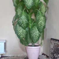 گل دیفین