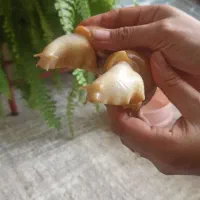 حلزون|خزنده|لنجان, |دیوار