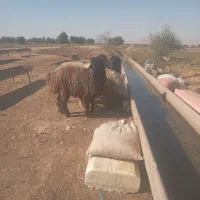 میش گوسفند|حیوانات مزرعه|گتوند, |دیوار