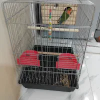 طوطی برزیلی|پرنده|پاکدشت, پاکدشت (مامازند)|دیوار