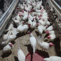 سلام جوجه خروس