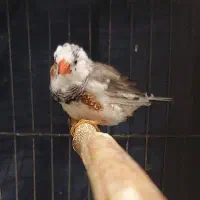 فنچ