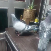 کبوتر|پرنده|بروجرد, |دیوار