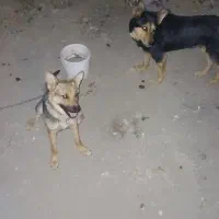 سگ نگهبان