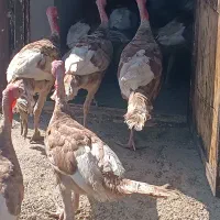 بوقلمون محلی گوشتی|حیوانات مزرعه|مریوان, |دیوار