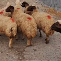 ۱۱راس گوسفند زوله ابستن سنگین دوقلوزا  مایه کرده