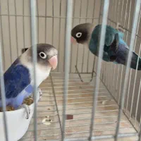 جفت طوطی کوتوله