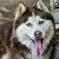 سگ هاسکی نر اصیل و سالم چشم یخی