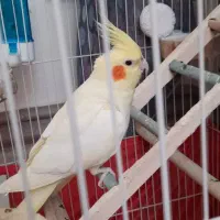 عروس هلندی ماده