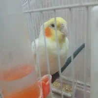 یک عدد عروس هلندی نر سخنگو