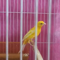 قناری طلایی نر