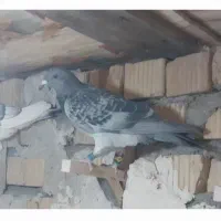 ۳کبوتر پلاکی