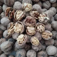 گردو کول کاغذی