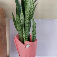 گلخونه نبش صیاد شیرازی ۲ نرسیده به بیمارستان ارتش|گل و گیاه طبیعی|بجنورد, |دیوار